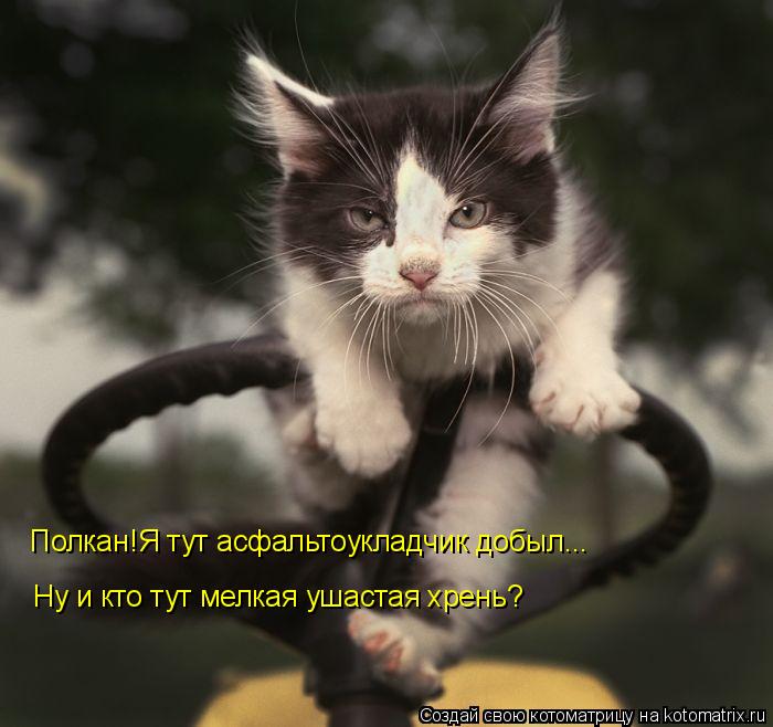 Полкан!Я тут асфальтоукладчик добыл... Ну и кто тут мелкая ушастая хрень?... Котоматрица: Полкан!Я тут асфальтоукладчик добыл... Ну и кто тут мелкая ушастая хрень?