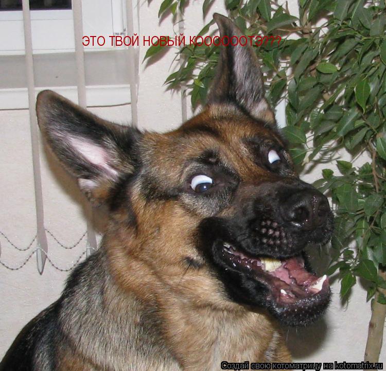 ЭТО ТВОЙ НОВЫЙ КООООООТЭ???... Котоматрица: ЭТО ТВОЙ НОВЫЙ КООООООТЭ???