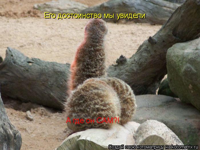 Котоматрица: Его достоинство мы увидели А где он САМ?!