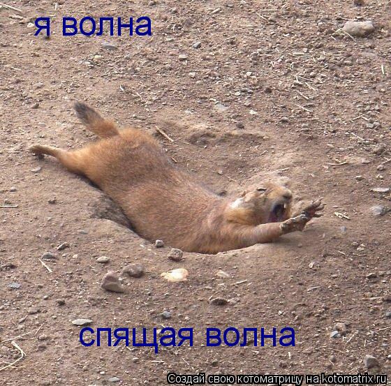 Котоматрица: я волна  спящая волна