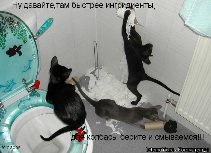 Котоматрица: Ну давайте,там быстрее ингридиенты  , для колбасы берите и смываемся!!! tornados