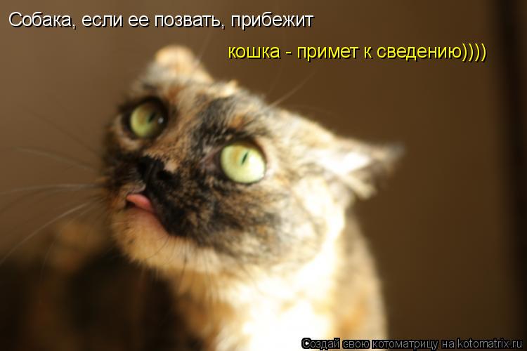 Котоматрица: Собака, если ее позвать, прибежит кошка - примет к сведению))))