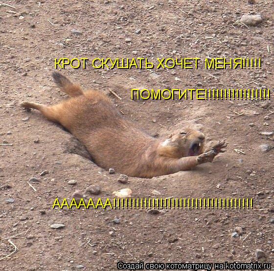 Котоматрица: ПОМОГИТЕ!!!!!!!!!!!!!!!!! КРОТ СКУШАТЬ ХОЧЕТ МЕНЯ!!!!! ААААААА!!!!!!!!!!!!!!!!!!!!!!!!!!!!!!!!!!!!