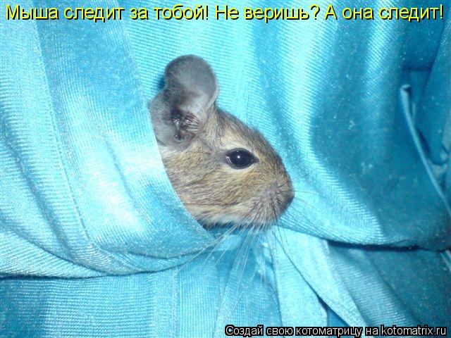 Котоматрица: Мыша следит за тобой! Не веришь? А она следит!