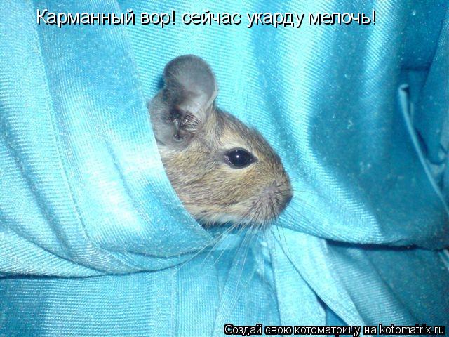 Котоматрица: Карманный вор! сейчас укарду мелочь!
