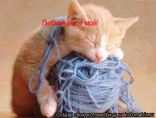 Котоматрица: Любимый ты мой!