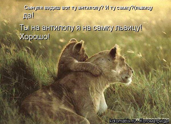 Котоматрица: Сынуля видиш вот ту антилопу? И ту самку?(львицу да! Ты на антилопу я на самку львицу! Хорошо!