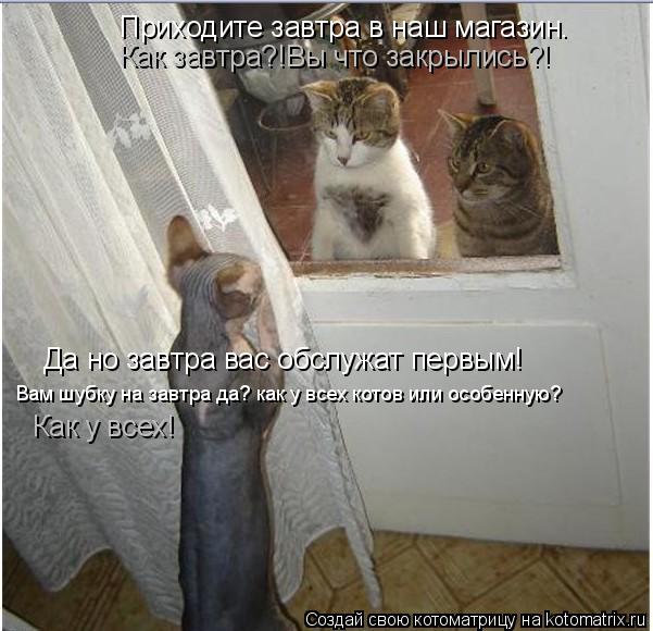 Котоматрица: Приходите завтра в наш магазин. Как завтра?!Вы что закрылись?! Да но завтра вас обслужат первым! Вам шубку на завтра да? как у всех котов или о