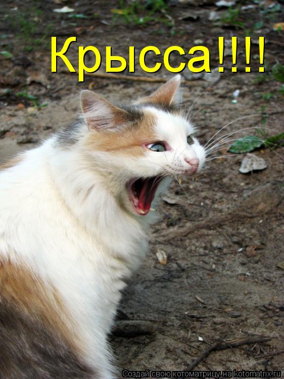 Крысса!!!!... Котоматрица: Крысса!!!!