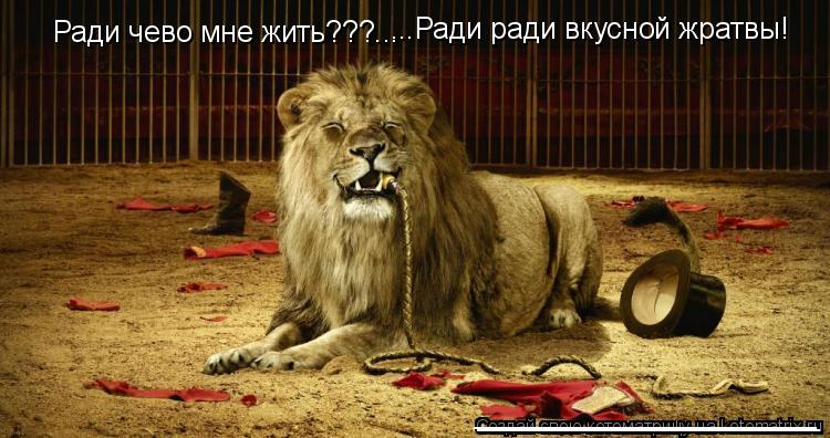 Ради чево мне жить???... ...Ради ради вкусной жратвы! _______________________________________ _______... Котоматрица: Ради чево мне жить???... ...Ради ради вкусной жратвы! _______________________________________ _____________________ _____________________