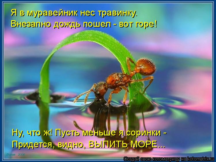 Я в муравейник нес травинку. Внезапно дождь пошел - вот горе! Ну, что ж! Пусть меньше я соринки - Пр... Котоматрица: Я в муравейник нес травинку. Внезапно дождь пошел - вот горе! Ну, что ж! Пусть меньше я соринки - Придется, видно, ВЫПИТЬ МОРЕ...