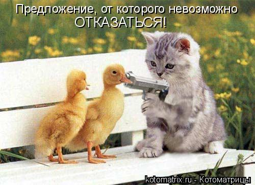 Предложение, от которого невозможно ОТКАЗАТЬСЯ!... Котоматрица: Предложение, от которого невозможно ОТКАЗАТЬСЯ!