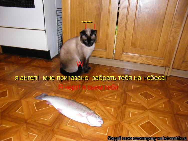 ~~~ я ангел! мне приказано забрать тебя на небеса! I I W Я черт! я сьем тебя... Котоматрица: ~~~ я ангел! мне приказано забрать тебя на небеса! I I W Я черт! я сьем тебя