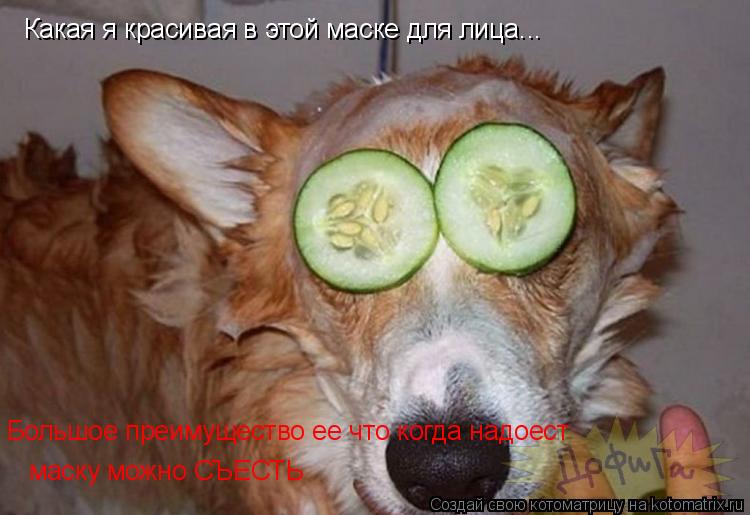 Какая я красивая в этой маске для лица... Большое преимущество ее что когда надоест маску можно СЪЕС... Котоматрица: Какая я красивая в этой маске для лица... Большое преимущество ее что когда надоест маску можно СЪЕСТЬ