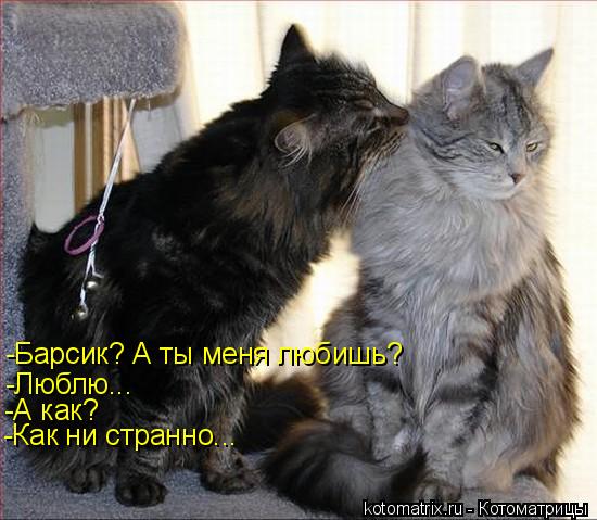 -Барсик? А ты меня любишь? -Люблю... -А как? -Как ни странно...... Котоматрица: -Барсик? А ты меня любишь? -Люблю... -А как? -Как ни странно...