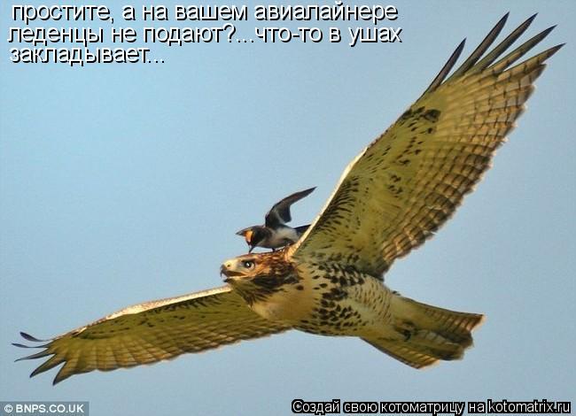 простите, а на вашем авиалайнере леденцы не подают?...что-то в ушах закладывает...... Котоматрица: простите, а на вашем авиалайнере леденцы не подают?...что-то в ушах закладывает...