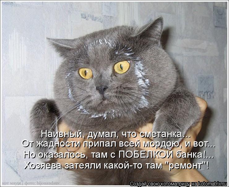 Наивный, думал, что сметанка... От жадности припал всей мордою, и вот... Но оказалось, там с ПОБЕЛКОЙ... Котоматрица: Наивный, думал, что сметанка... От жадности припал всей мордою, и вот... Но оказалось, там с ПОБЕЛКОЙ банка!... Хозяева затеяли какой-то там "ремо