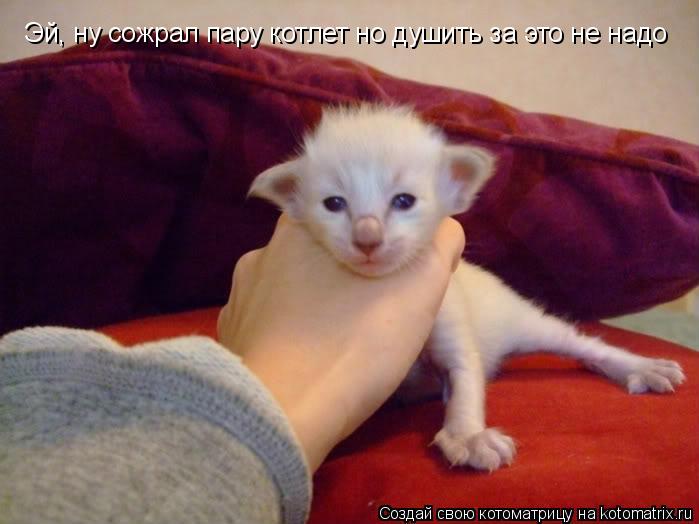 Эй, ну соожрал пару котлет но душить за это не надо Эй, ну сожрал пару котлет но душить за это не над... Котоматрица: Эй, ну соожрал пару котлет но душить за это не надо Эй, ну сожрал пару котлет но душить за это не надо