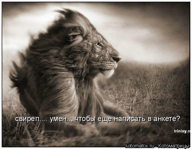 свиреп.... умен... чтобы еще написать в анкете?... Котоматрица: свиреп.... умен... чтобы еще написать в анкете?