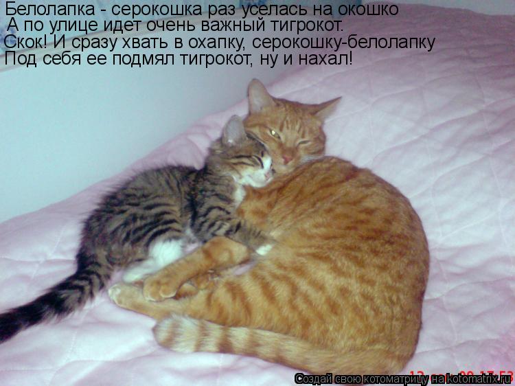 Белолапка - серокошка раз уселась на окошко А по улице идет очень важный тигрокот. Скок! И сразу хват... Котоматрица: Белолапка - серокошка раз уселась на окошко А по улице идет очень важный тигрокот. Скок! И сразу хвать в охапку, серокошку-белолапку Под себя