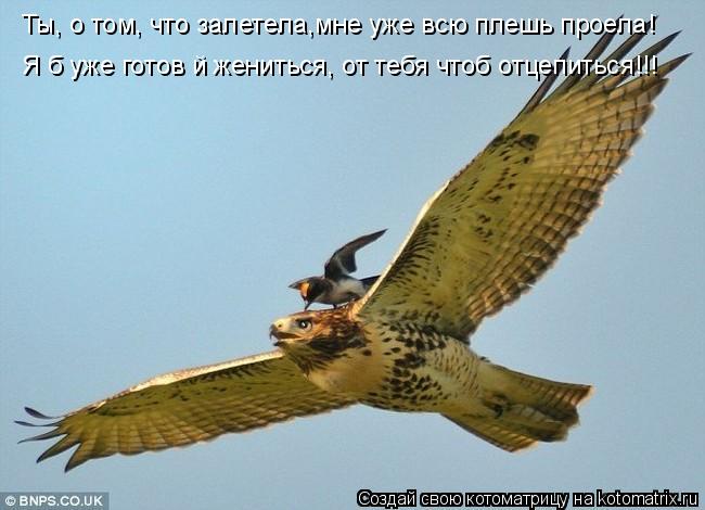 Ты, о том, что залетела,мне уже всю плешь проела! Я б уже готов й жениться, от тебя чтоб отцепиться!!... Котоматрица: Ты, о том, что залетела,мне уже всю плешь проела! Я б уже готов й жениться, от тебя чтоб отцепиться!!!