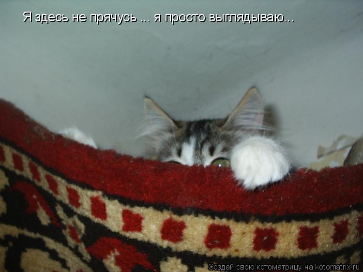 Я здесь не прячусь ... я просто выглядываю...... Котоматрица: Я здесь не прячусь ... я просто выглядываю...