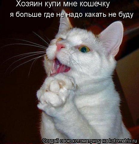 Хозяин купи мне кошечку я больше где не надо какать не буду... Котоматрица: Хозяин купи мне кошечку я больше где не надо какать не буду
