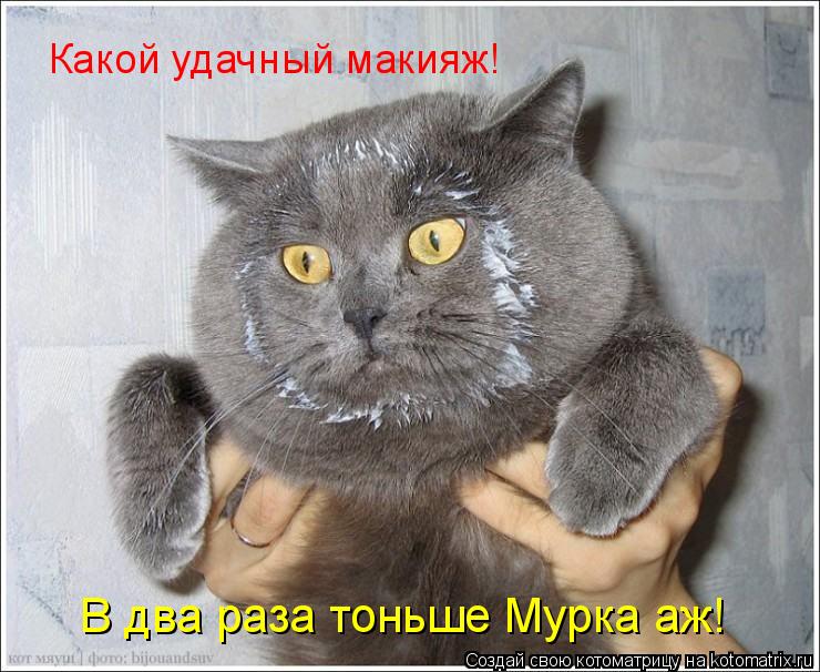 Какой удачный макияж! В два раза тоньше Мурка аж!... Котоматрица: Какой удачный макияж! В два раза тоньше Мурка аж!