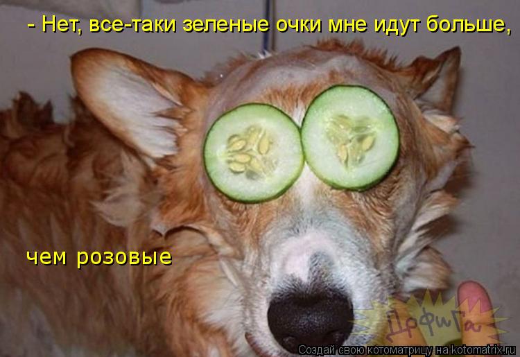 - Нет, все-таки зеленые очки мне идут больше, чем розовые... Котоматрица: - Нет, все-таки зеленые очки мне идут больше, чем розовые