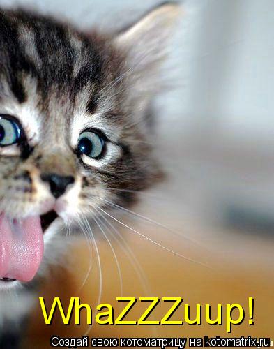 WhaZZZuup!... Котоматрица: WhaZZZuup!