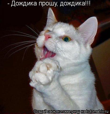 - Дождика прошу, дождика!!!... Котоматрица: - Дождика прошу, дождика!!!