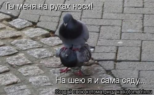 Ты меня на руках носи! На шею я и сама сяду...... Котоматрица: Ты меня на руках носи! На шею я и сама сяду...
