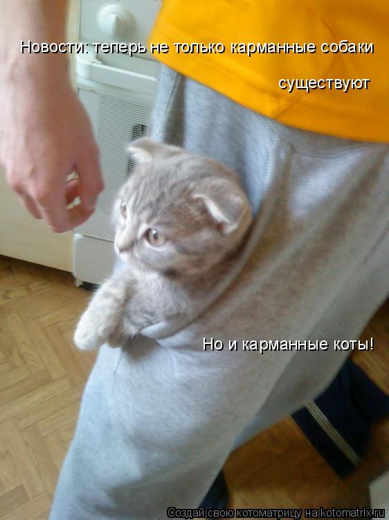 Новости: теперь не только карманные собаки существуют Но и карманные коты!... Котоматрица: Новости: теперь не только карманные собаки существуют Но и карманные коты!