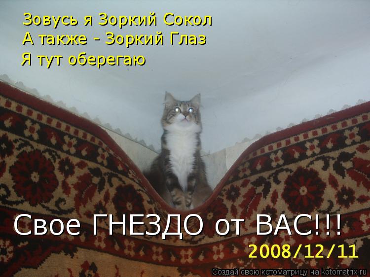 Зовусь я Зоркий Сокол А также - Зоркий Глаз Я тут оберегаю Свое ГНЕЗДО от ВАС!!!... Котоматрица: Зовусь я Зоркий Сокол А также - Зоркий Глаз Я тут оберегаю Свое ГНЕЗДО от ВАС!!!