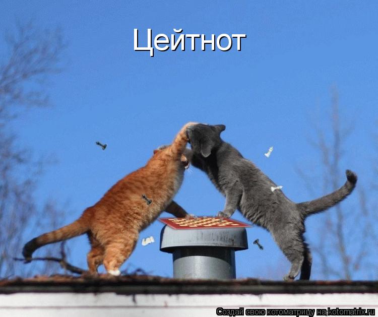 Цейтнот... Котоматрица: Цейтнот