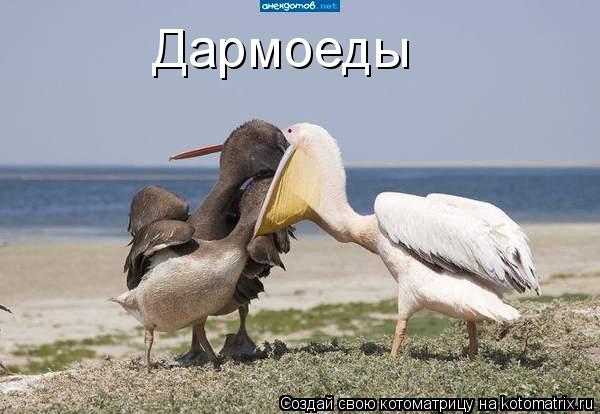Дармоеды... Котоматрица: Дармоеды