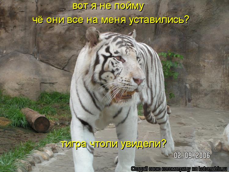 вот я не пойму чё они все на меня уставились? тигра чтоли увидели?... Котоматрица: вот я не пойму чё они все на меня уставились? тигра чтоли увидели?