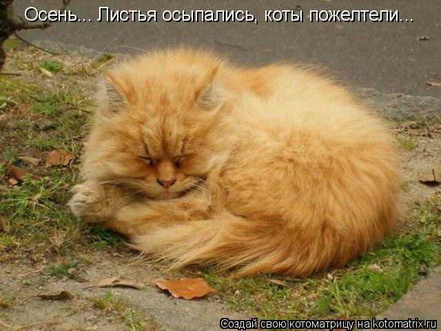 Осень... Листья осыпались, коты пожелтели...... Котоматрица: Осень... Листья осыпались, коты пожелтели...