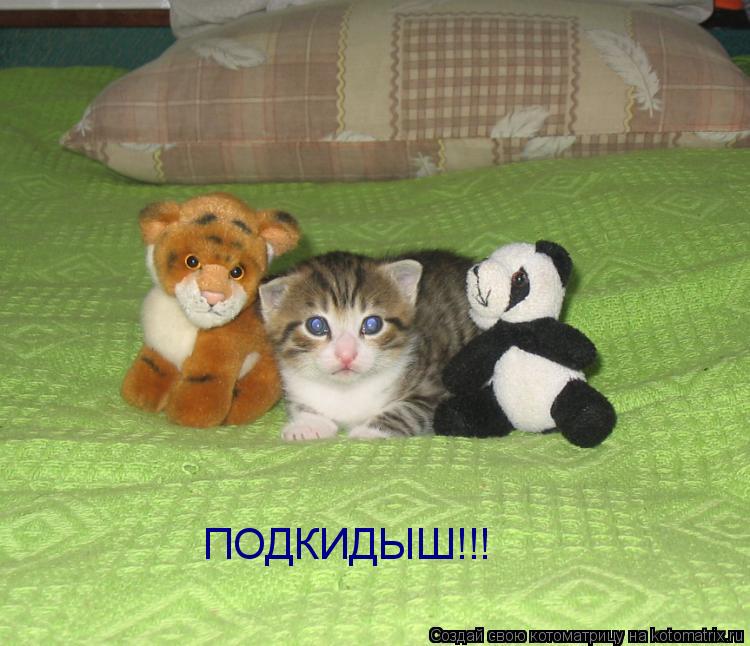 ПОДКИДЫШ!!!... Котоматрица: ПОДКИДЫШ!!!
