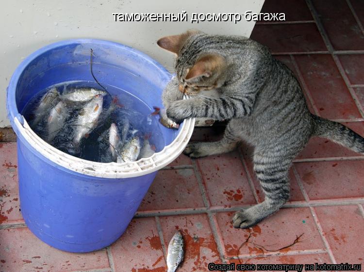 таможенный досмотр багажа... Котоматрица: таможенный досмотр багажа