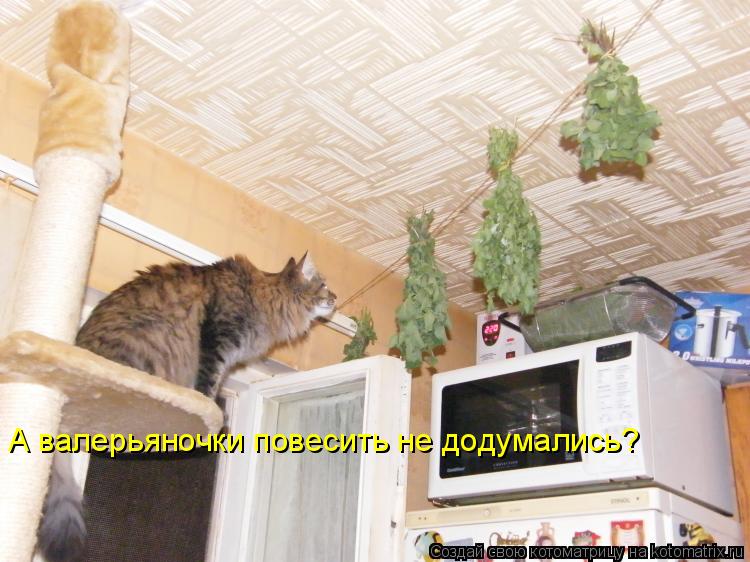 А валерьяночки повесить не додумались?... Котоматрица: А валерьяночки повесить не додумались?