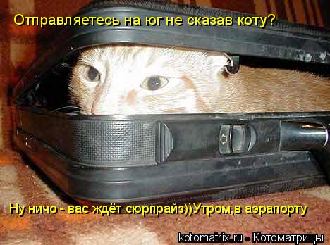 Ну ничо - вас ждёт сюрпрайз))Утром,в аэрапорту Отправляетесь на юг не сказав коту?... Котоматрица: Ну ничо - вас ждёт сюрпрайз))Утром,в аэрапорту Отправляетесь на юг не сказав коту?
