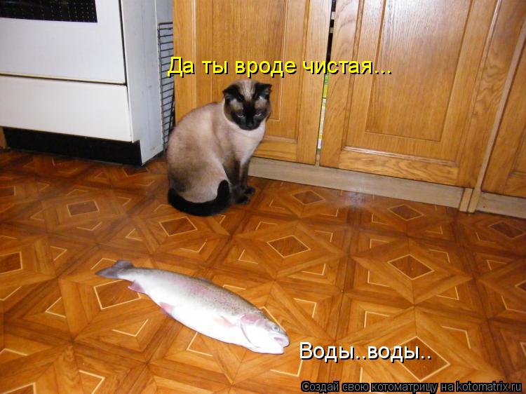 Котоматрица: Воды..воды.. Да ты вроде чистая...