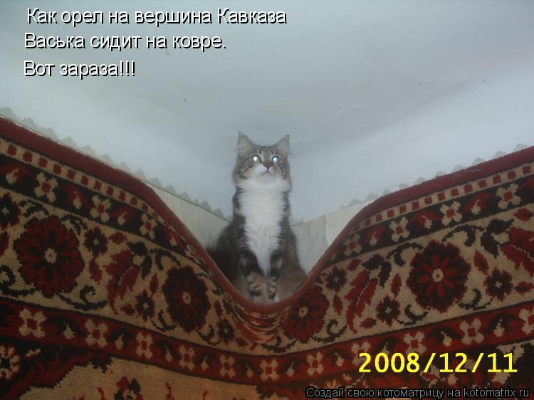 Котоматрица: Как орел на вершина Кавказа Васька сидит на ковре. Вот зараза!!!