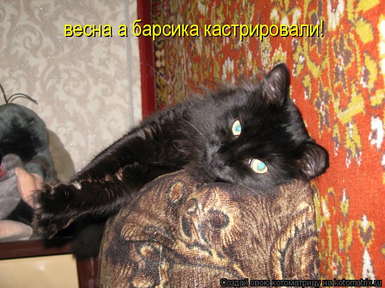 весна а барсика кастрировали!... Котоматрица: весна а барсика кастрировали!