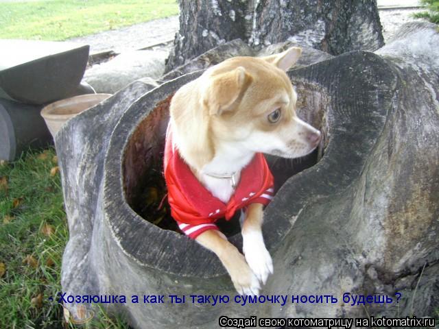 - Хозяюшка а как ты такую сумочку носить будешь?... Котоматрица: - Хозяюшка а как ты такую сумочку носить будешь?