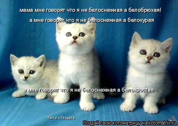 Как и обещала мама мне говорят что я не белоснежная а белобрюхая! а мне говорят что я не белоснежная ... Котоматрица: Как и обещала мама мне говорят что я не белоснежная а белобрюхая! а мне говорят что я не белоснежная а белохвостая а мне говорят что я не бе
