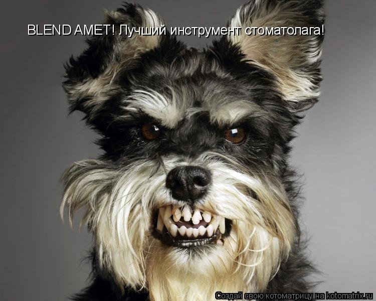 BLEND AMET! Лучший инструмент стоматолага!... Котоматрица: BLEND AMET! Лучший инструмент стоматолага!
