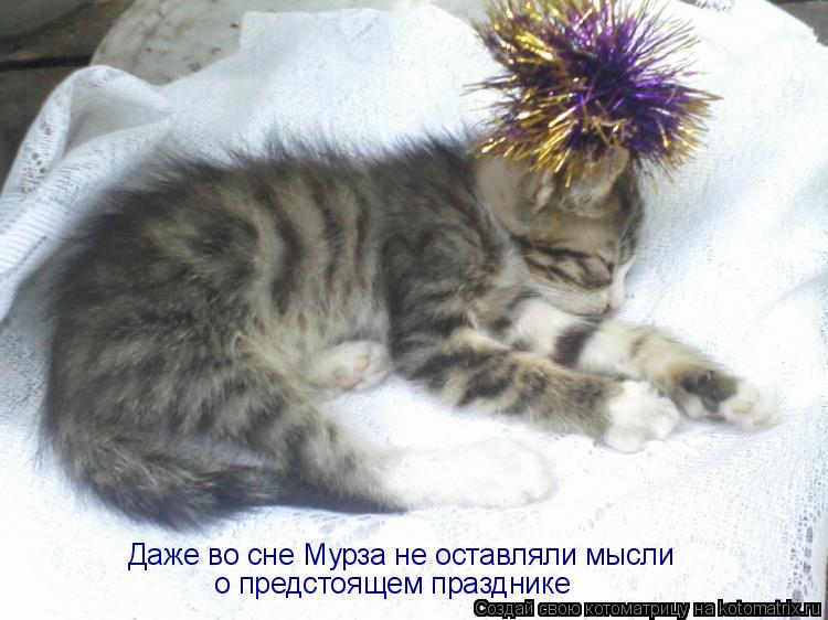 Даже во сне Мурза не оставляли мысли о предстоящем празднике... Котоматрица: Даже во сне Мурза не оставляли мысли о предстоящем празднике