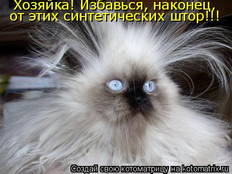 Хозяйка! Избавься, наконец, от этих синтетических штор!!!... Котоматрица: Хозяйка! Избавься, наконец, от этих синтетических штор!!!